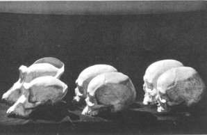 evolutionary changes in skulls
