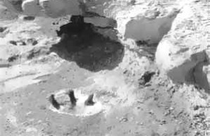 dinosaur three-toed prints