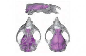 brain illustration