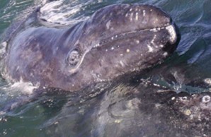 baby gray whale on top of mother