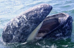 Gray whale gullett