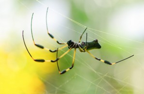Golden Orb Spider