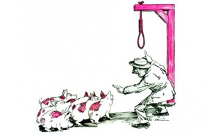 pigs