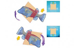 blowfish diagram
