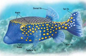 blowfish