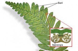 fern