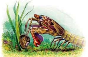 mantis shrimp