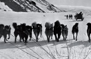 dogsled team