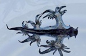 Glaucus atlanticus