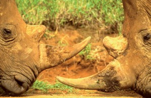 two white rhinos