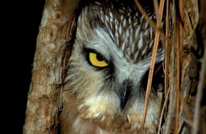 saw-whet owl