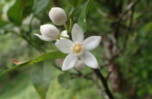5-petaled white flower with yellow center, flanked by two closed flower buds on a dark branch