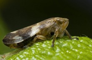 Brown insect with white splotches on closed wings, sitting on a shiny leaf facing right.