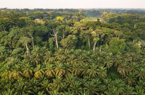 Photo of rainforest showing densely packed palms and other trees.
