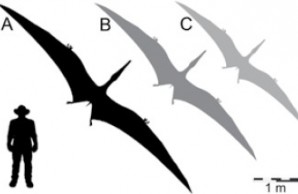 Silhouettes on a white background: black male figure at left, black huge pterosaur flying to R, then dark grey medium pterosaur flying, then light gray small pterosaur flying