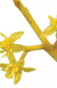 Persea americana