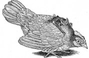 Rooster with Bat on Back