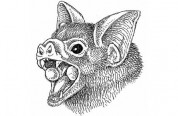 Bat With Cup-shaped Oral Glands