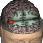Mirror Neurons