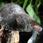 shrew 1