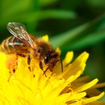bee pollen