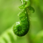 fern