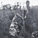 insects congo
