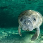 manatee