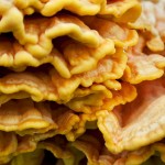 mushrooms