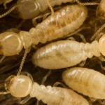 termites