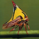 thornbug