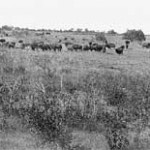 Buffalo Park