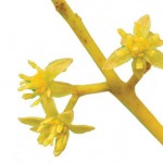 Persea americana