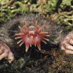 star-nosed mole