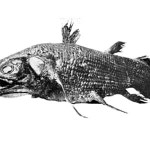coelacanth