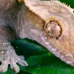 gecko foot