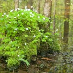 flowering wood sorrel