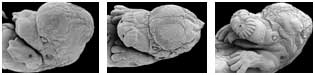 star-nosed mole gestation
