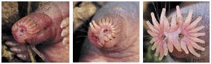 star-nosed mole at birth