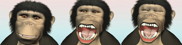 chimpanzees yawning
