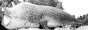 whale shark