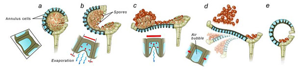 fern diagram